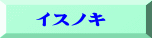　イスノキ
