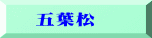 　五葉松