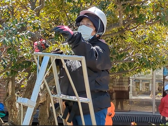 公園の樹木を剪定