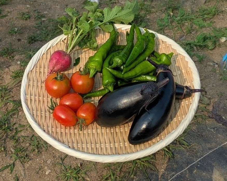 収穫できました